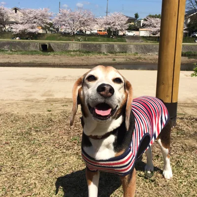sakura2015