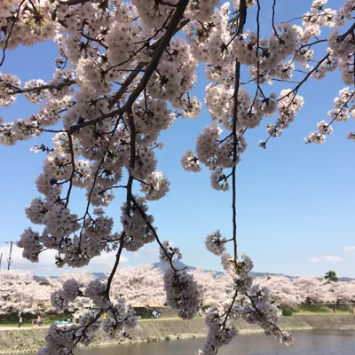 sakura2015_02