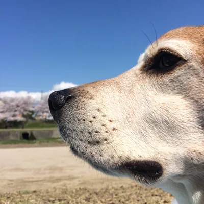 sakurainu