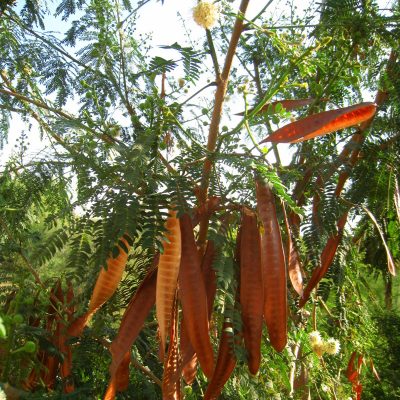 豆科の植物